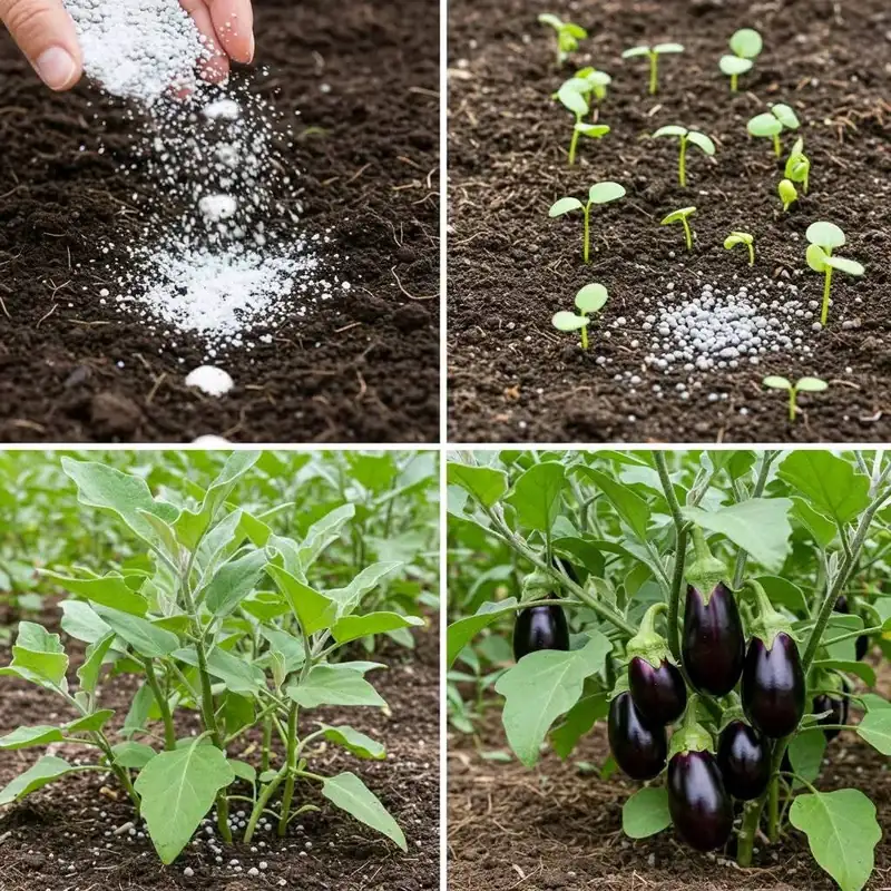Étapes de culture illustrées : fertilisation du sol, germination, jeune plant, puis récolte d'aubergines