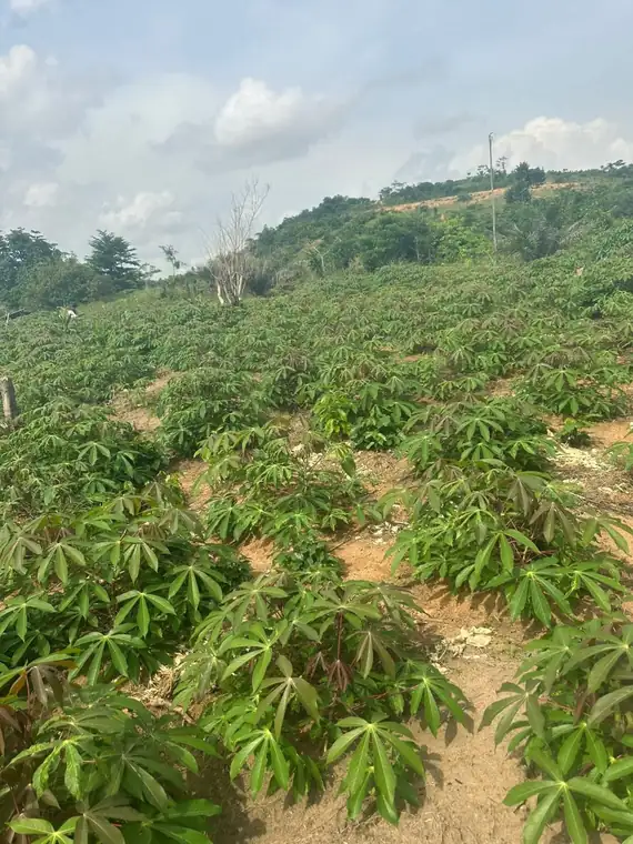 Vaste parcelle de manioc s'étendant sur une colline, sous un ciel dégagé