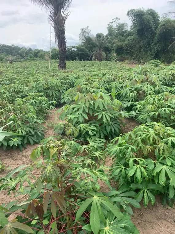 Champ de manioc en pleine croissance sous un palmier, en zone rurale ivoirienne